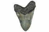 Fossil Megalodon Tooth - North Carolina #351732-2